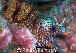 Dragon Eel found on a shore dive out of Koloa Landing, Ka... by Paul Willemsen 
